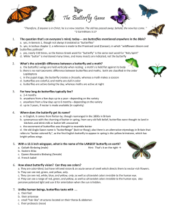 The Butterfly Game
