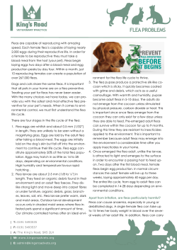 flea problems - King`s Road Vets