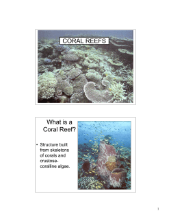 CORAL REEFS What is a Coral Reef?