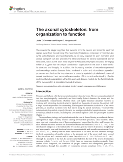The axonal cytoskeleton: from organization to function