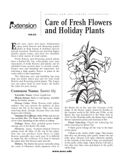 Care of Fresh Flowers and Holiday Plants