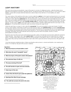 Questions: 1. What two tissues are found within a vein?