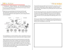 Fungus, Bacteria, Invertebrates in action