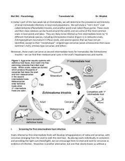Biol 361 -‐ Parasitology Trematode lab Dr. Wojdak In