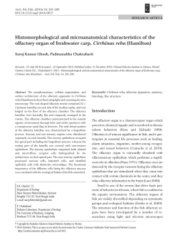 Histomorphological and microanatomical characteristics of the