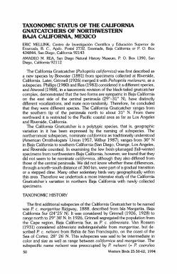 Taxonomic Status of the California Gnatcatchers of Northwestern