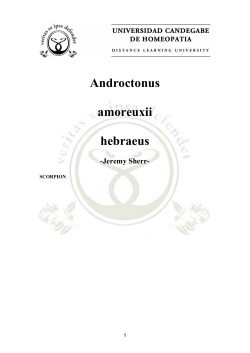 Androctonus amoreuxii hebraeus