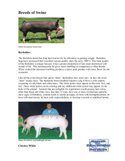 Breeds of Swine - The Judging Connection