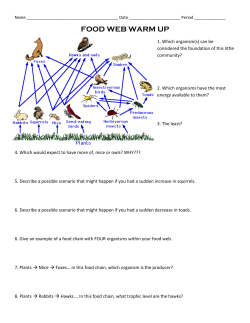 FOOD WEB WARM UP