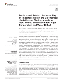 Rubisco and Rubisco Activase Play an Important Role in the