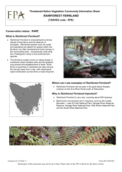 Rainforest Fernland