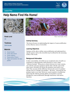 Help Nemo Find His Home!