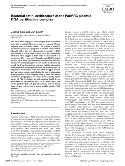 "Bacterial actin: architecture of the ParMRC plasmid DNA