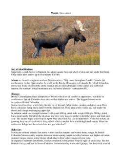 Moose - Wilderness Stewardship Foundation