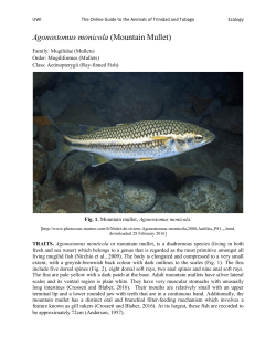 Agonostomus monicola (Mountain Mullet)