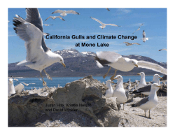 California Gulls and Climate Change at Mono Lake