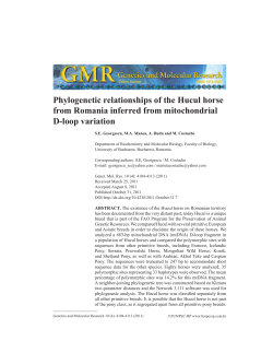 Phylogenetic relationships of the Hucul horse from