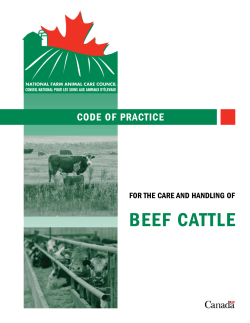 Code of Practice For the Care and Handling of Beef Cattle