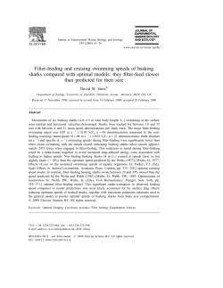 Filter-feeding and cruising swimming speeds of basking sharks