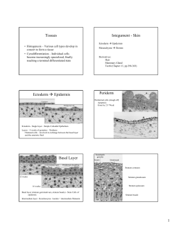 Tissues Integument - Skin Ectoderm &rarr; Epidermis Periderm Basal