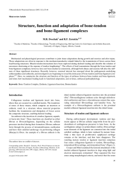 Structure, function and adaptation of bone-tendon and