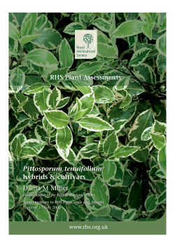 Pittosporum tenuifolium