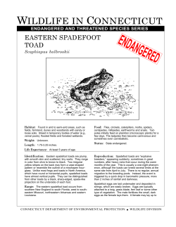 Eastern Spadefoot Toad - Connecticut Envirothon