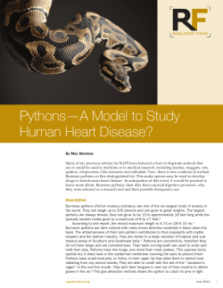 Pythons&mdash;A Model to Study Human Heart Disease?