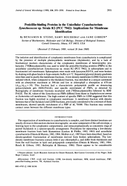 Penicillin-binding Proteins in the Unicellular