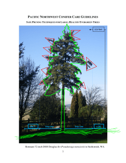 Conifer Care Guidelines, a Compilation of Prevailing Tree