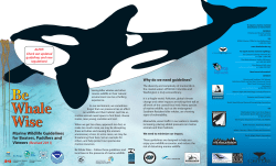 Be Whale Wise brochure 2011