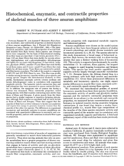 Histochemical, enzymatic, and contractile properties of skeletal