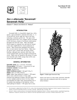 Ilex x attenuata `Savannah` Savannah Holly