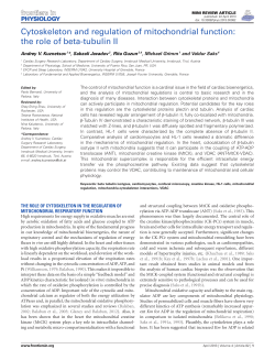 Cytoskeleton and regulation of mitochondrial function: the