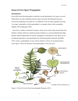 Issues in Fern Propagation