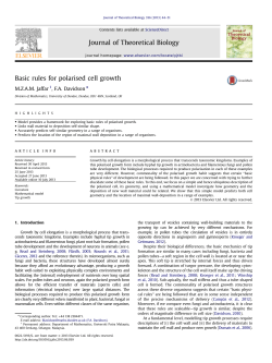 Basic rules for polarised cell growth
