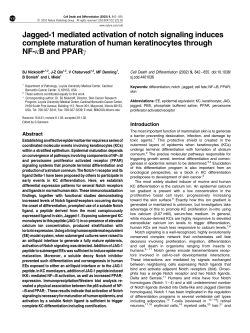 Jagged-1 mediated activation of notch signaling induces