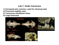 Order Rodentia, Subfamily Arvicolinae&mdash;voles and