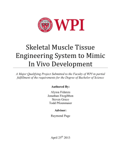 Skeletal Muscle Tissue Engineering System to Mimic In Vivo