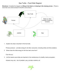 Sea Turtle &ndash; Food Web Diagram