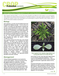 Managing Giant Ragweed in Corn and Soybeans