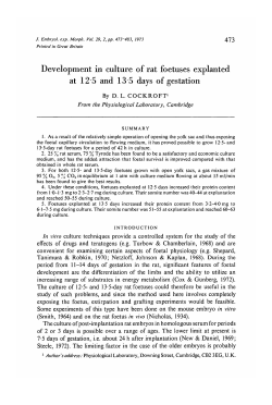Development in culture of rat foetuses explanted at 12 5 and 13 5