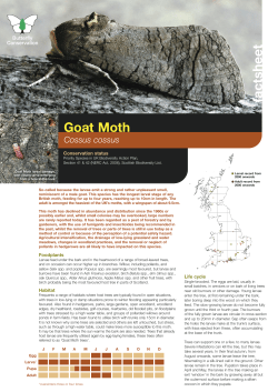 Goat Moth - Butterfly Conservation