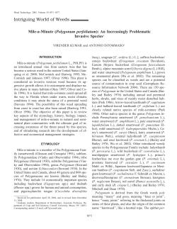 Mile-a-minute (Polygonum perfoliatum)