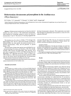Robertsonian chromosome polymorphism in the Arabian oryx (Ovyx