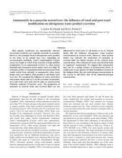 Ammonotely in a passerine nectarivore