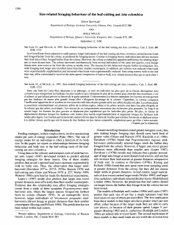 Size-related foraging behaviour of the leaf