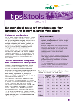 Expanded use of molasses for intensive beef cattle