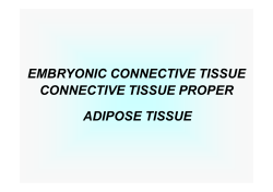 embryonic connective tissue connective tissue proper adipose tissue