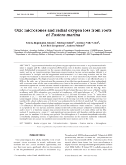 Oxic microzones and radial oxygen loss from roots of Zostera marina